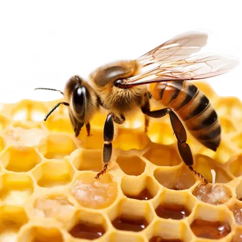Bee Process Step 2
